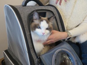 可愛いネコちゃん