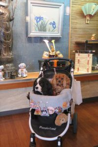 仲良しわんちゃん🐶