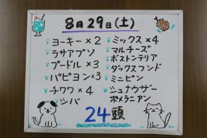 本日お泊りのペットちゃん　8/29