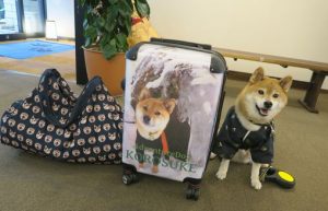 柴犬愛がいっぱいです！