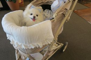 ポメラニアンのルリアちゃん